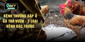 Bệnh Thường Gặp Ở Gà Thả Vườn - 3 Loại Bệnh Đặc Trưng