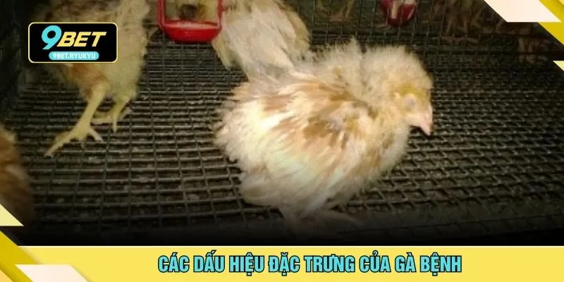 Các dấu hiệu đặc trưng của gà bệnh