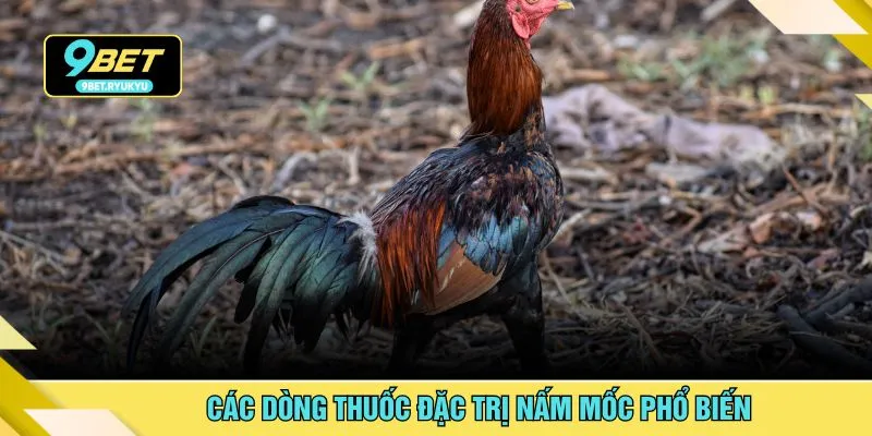 Các dòng thuốc đặc trị nấm mốc phổ biến