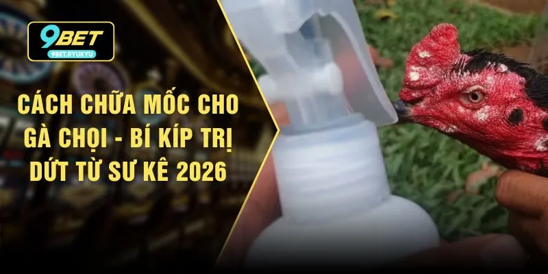 Cách Chữa Mốc Cho Gà Chọi - Bí Kíp Trị Dứt Từ Sư Kê 2026