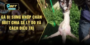 Gà Bị Sưng Khớp Chân - 9bet Chia Sẻ Lý Do Và Cách Điều Trị