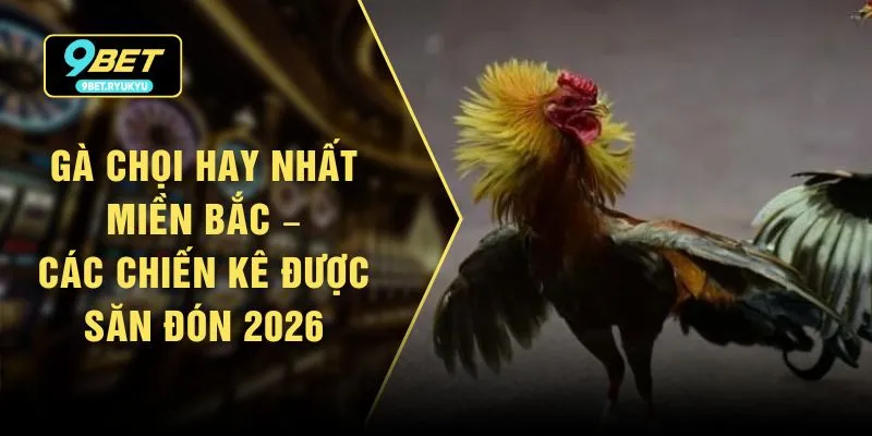 Gà Chọi Hay Nhất Miền Bắc – Các Chiến Kê Được Săn Đón 2026