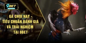 Gà Chọi Hay - Tiêu Chuẩn Đánh Giá Và Trải Nghiệm Tại 9bet