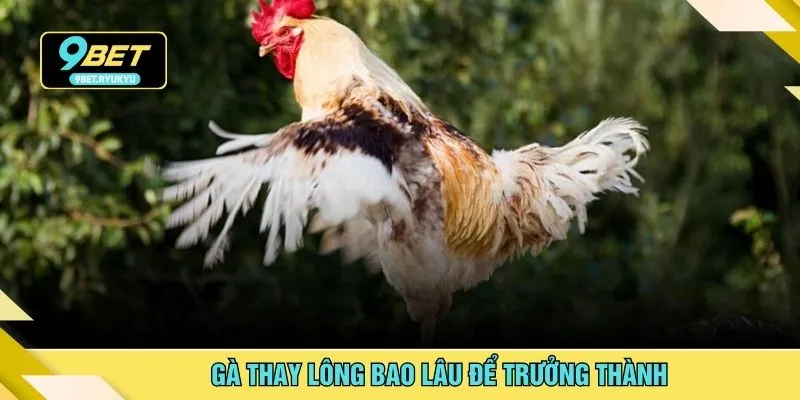 Gà thay lông bao lâu để trưởng thành