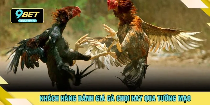 Khách hàng đánh giá gà chọi hay qua tướng mạo