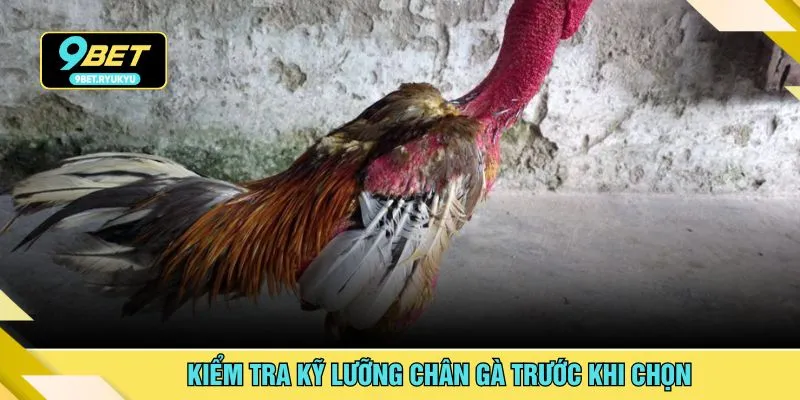 Kiểm tra kỹ lưỡng chân gà trước khi chọn