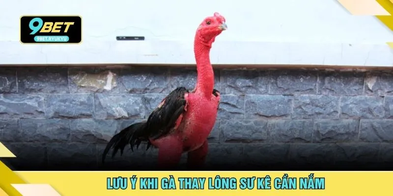 Lưu ý khi gà thay lông sư kê cần nắm