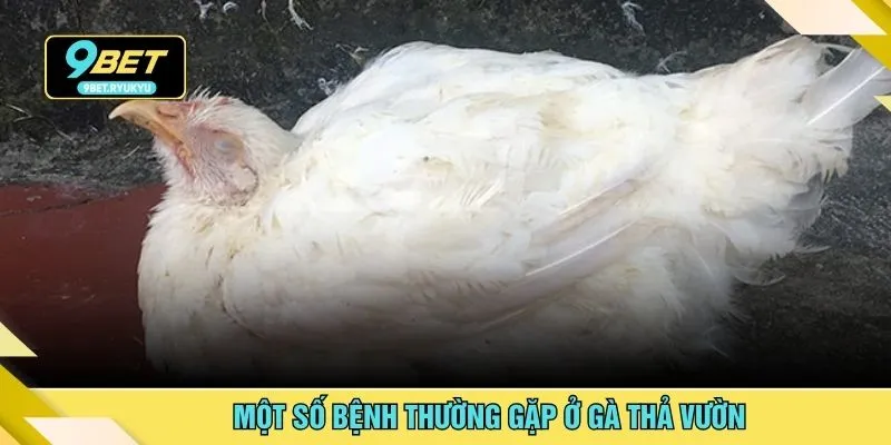 Một số bệnh thường gặp ở gà thả vườn