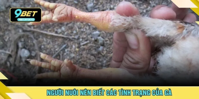 Người nuôi nên biết các tình trạng của gà