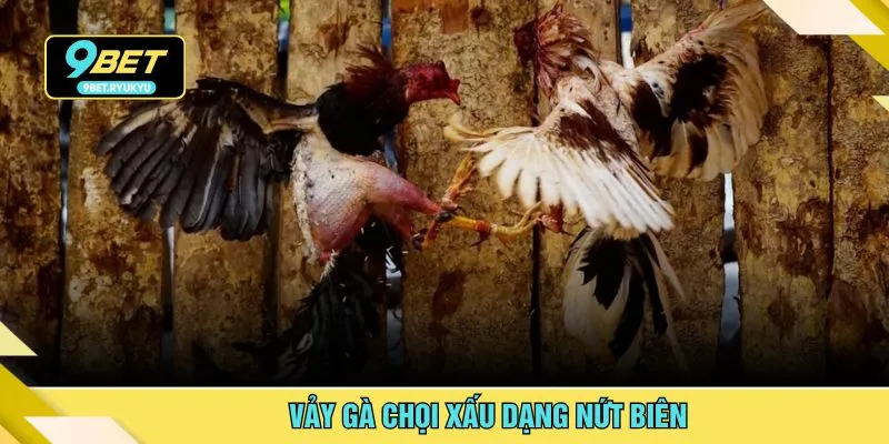 Vảy gà chọi xấu dạng nứt biên