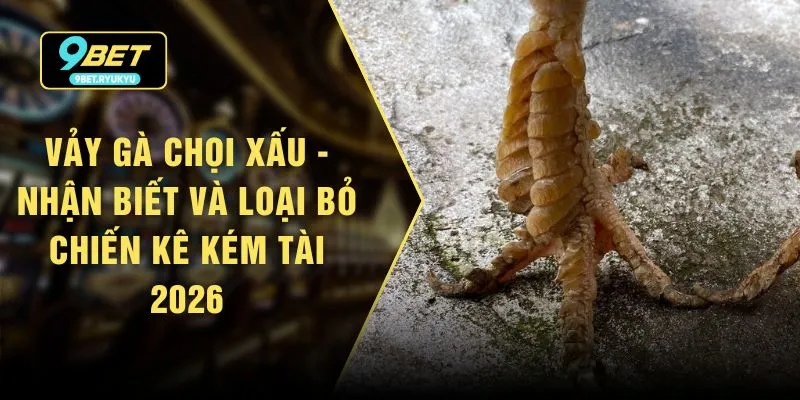Vảy Gà Chọi Xấu - Nhận Biết Và Loại Bỏ Chiến Kê Kém Tài 2026