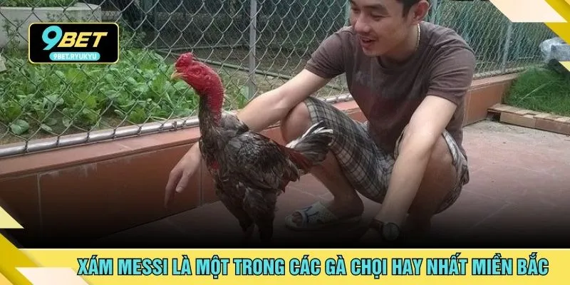 Xám Messi là một trong các gà chọi hay nhất miền Bắc