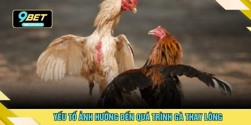 Yếu tố ảnh hưởng đến quá trình gà thay lông